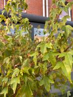 Maple plant in Pot, Tuin en Terras, Planten | Bomen, Bloeit niet, Halfschaduw, Overige soorten, 100 tot 250 cm