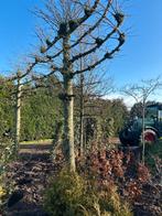 Leilinde, 3 stuks, maat 25/35, Volle zon, Bloeit niet, Leiboom, Ophalen of Verzenden