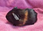 Solid goudagouti rood zeugje cavia, Dieren en Toebehoren, September, Vrouwelijk, Cavia