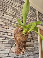 Hertshoorn op kurk +- 35cm, Huis en Inrichting, Overige soorten, Minder dan 100 cm, Groene kamerplant, Halfschaduw