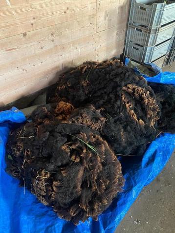 Zwartbles schapenwol beschikbaar voor biedingen