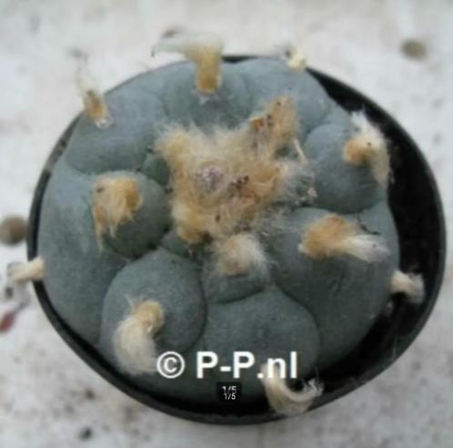 Sterkste Peyote met knobbels, Lophophora williamsi decipiens, Huis en Inrichting, Kamerplanten, Cactus, Minder dan 100 cm, Bloeiende kamerplant