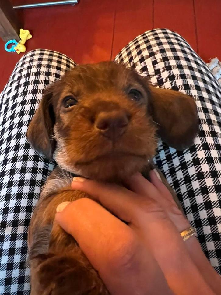 Standaard Ruwhaar Teckel pups met FCI Stamboom, Dieren en Toebehoren, Honden | Teckels en Dashonden, Meerdere dieren, Ruwhaar