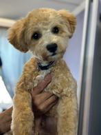 Poochone male, Dieren en Toebehoren, Rabiës (hondsdolheid), 15 weken tot 1 jaar, Overige rassen, Buitenland