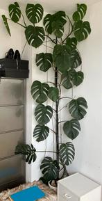 Grote Vingerplant Monstera, Huis en Inrichting, Ophalen, Overige soorten, Halfschaduw, In pot