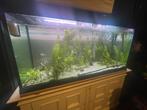Aquarium cayman 120cm met externe pomp, Ophalen, Zo goed als nieuw, Leeg aquarium
