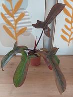 Philodendron Florida Bronze, Ophalen of Verzenden, Halfschaduw, Minder dan 100 cm