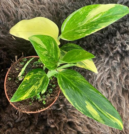 Monstera Standleyana Variegata #1, Huis en Inrichting, Kamerplanten, Overige soorten, Minder dan 100 cm, Groene kamerplant, Halfschaduw
