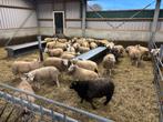 Ooilammeren 75% swifter 25% texelaar stamboek 36 st, Vrouwelijk, Schaap