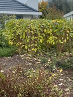 Nog 1 mooie lila/paarse sering ., Tuin en Terras, Planten | Struiken en Hagen, Ophalen, Overige soorten, 100 tot 250 cm