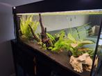 Juwel Aquarium Rio 180 Led 101x41x50 cm  Zwart met inhoud, Ophalen, Zo goed als nieuw, Gevuld zoetwateraquarium