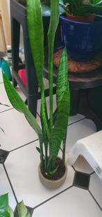 mooie lange sanseveria, zeer sterke kamerplant!, Ophalen, Overige soorten, Minder dan 100 cm