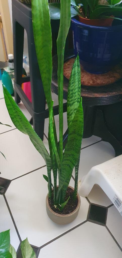 mooie lange sanseveria, zeer sterke kamerplant!, Huis en Inrichting, Kamerplanten, Overige soorten, Minder dan 100 cm, Ophalen