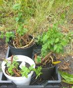 Tuin = Plant MJ = Hop - Humulus Lupulus - L, Ophalen, Vaste plant, Klimplanten