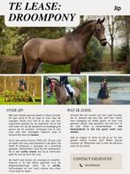 Te lease: D pony, Dieren en Toebehoren, Pony's, Ruin, Dressuurpony, M, 7 tot 10 jaar