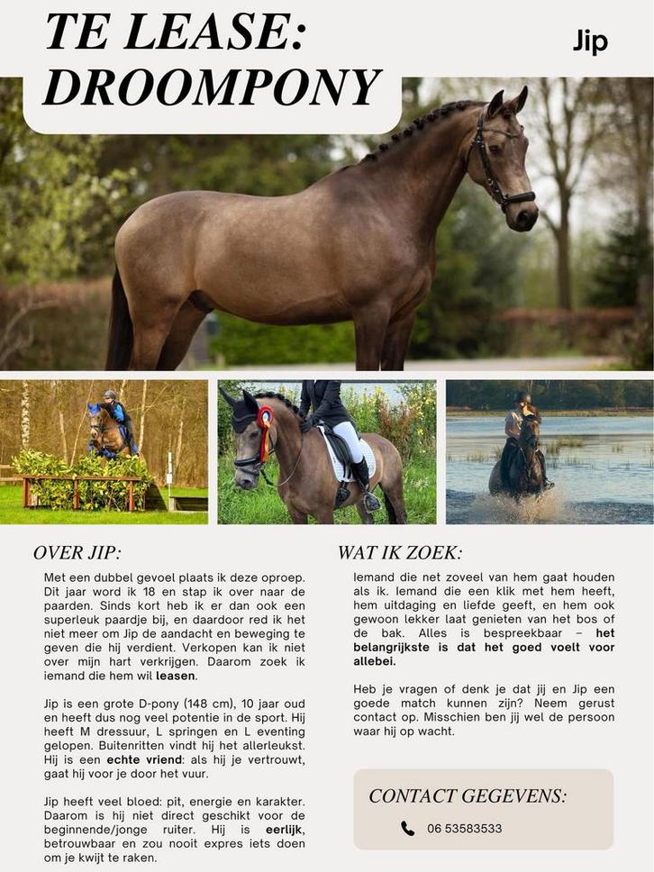 Te lease: D pony, Dieren en Toebehoren, Pony's, Ruin, M, D pony (1.37m tot 1.48m), Dressuurpony, 7 tot 10 jaar