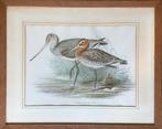 Grutto, Limosa, John Gould, antiek, vogel, litho, ets, kleur, Antiek en Kunst, Ophalen