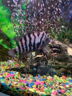 Jonge malawi cichliden, Dieren en Toebehoren, Vissen | Aquariumvissen, Vis