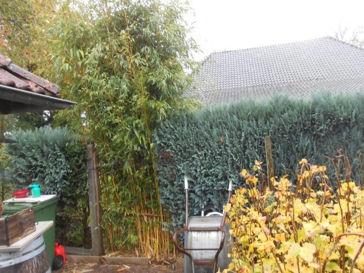 bamboe groenblijvend, Tuin en Terras, Planten | Tuinplanten, Vaste plant, Overige soorten, Volle zon, Bloeit niet, Ophalen