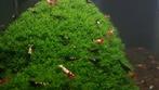 Pinto Garnalen, Dieren en Toebehoren, Vissen | Aquariumvissen, Kreeft, Krab of Garnaal, Zoetwatervis, Schoolvis