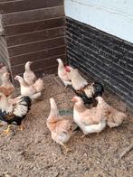 Wyandotte zalm kriel kweektoom, Dieren en Toebehoren, Pluimvee, Vrouwelijk, Kip