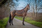 Te koop: knappe 4jr las Vegas merrie., Dieren en Toebehoren, Paarden, Merrie, Gechipt, Dressuurpaard, Zadelmak