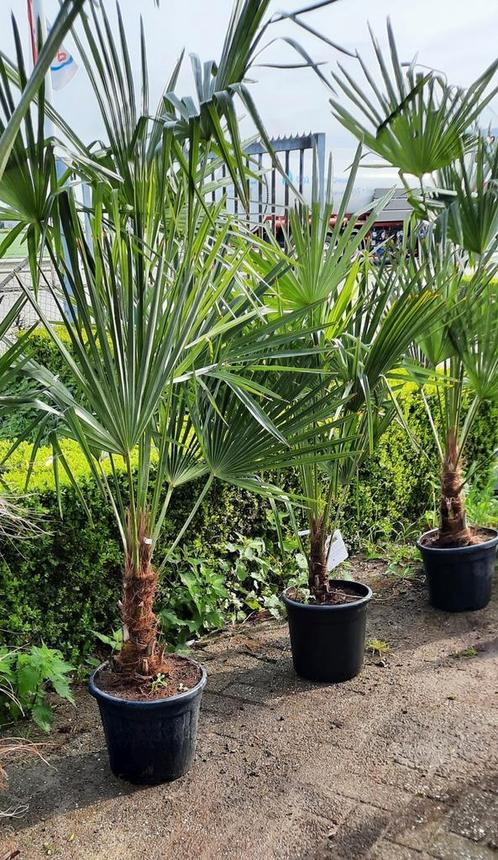 Palmboom trachycarpus fortunei winterhard., Tuin en Terras, Planten | Bomen, Palmboom, Volle zon, Ophalen of Verzenden