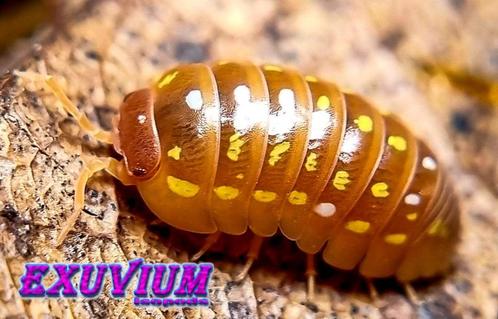 Armadillidium frontetriangulum Orange isopods / pissebedden, Dieren en Toebehoren, Insecten en Spinnen, Overige soorten