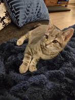 4 Kittens te koop, Dieren en Toebehoren, Meerdere dieren, Kortharig, 0 tot 2 jaar