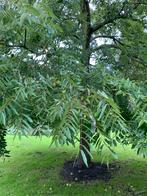 Zwarte Walnoten (Juglans nigra) Gratis Afhalen!, Tuin en Terras, Planten | Bomen, Volle zon, Lente, 400 cm of meer, Overige soorten