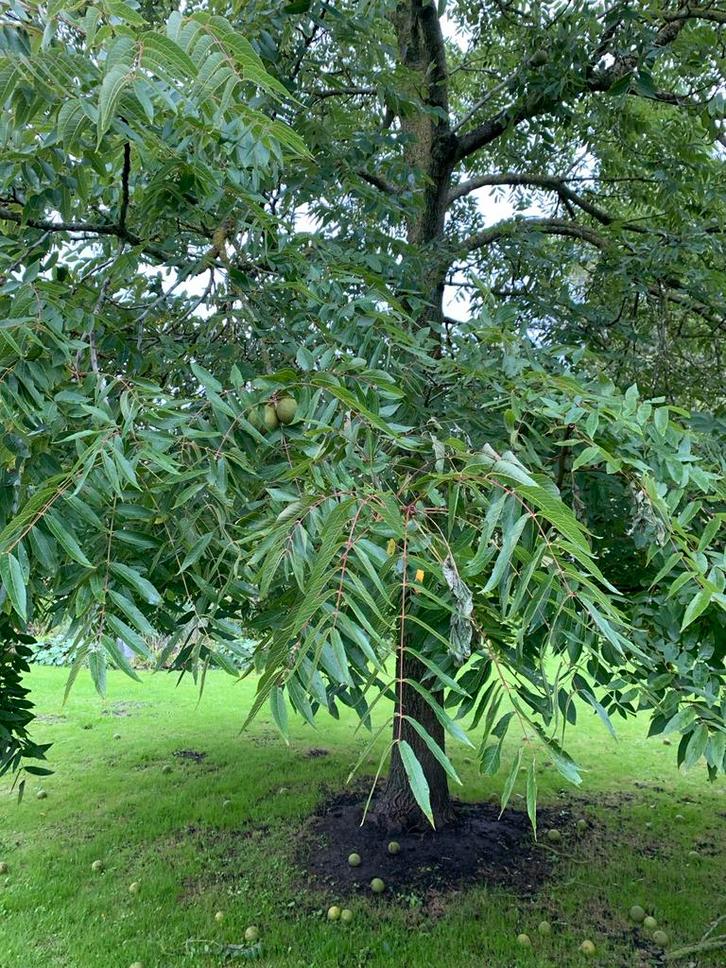 Zwarte Walnoten (Juglans nigra) Gratis Afhalen!, Tuin en Terras, Planten | Bomen, Overige soorten, 400 cm of meer, Volle zon, Lente