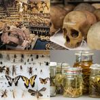 GEZOCHT: Objecten & verzamelingen natuurhistorisch, Verzamelen, Ophalen of Verzenden, Zo goed als nieuw
