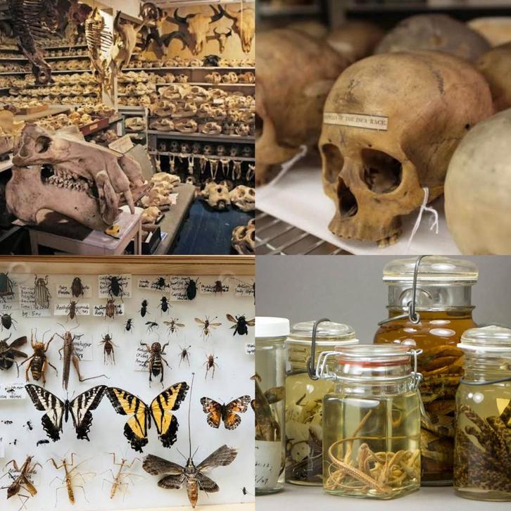 GEZOCHT: Objecten & verzamelingen natuurhistorisch, Verzamelen, Dierenverzamelingen, Zo goed als nieuw, Ophalen of Verzenden