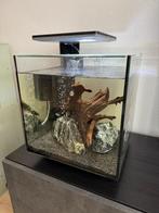 Superfish Qubiq 30 pro Aquarium met vissen en Extras, Dieren en Toebehoren, Ophalen, Zo goed als nieuw, Gevuld zoetwateraquarium