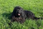 Lieve aanhankelijke Schapendoes kruising teef van 3 jaar, Overige rassen, Teef, CDV (hondenziekte), Eén hond