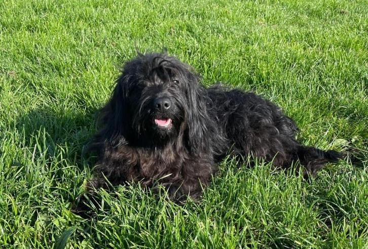 Lieve aanhankelijke Schapendoes kruising teef van 3 jaar, Dieren en Toebehoren, Honden | Setters en Staande honden, Teef, Overige rassen