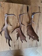 Echte damhert gewei, Ophalen of Verzenden