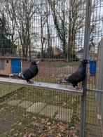 Kleur postduiven koppel, Dieren en Toebehoren