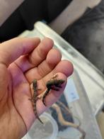 Kameleongekkos, Amfibie, 0 tot 2 jaar