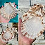 Grote Sint Jacobsschelpen voor Decoupage & Knutselen, Ophalen of Verzenden, Nieuw, Materiaal