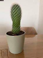 Leuke Cactus in Pot, Minder dan 100 cm, Groene kamerplant, Halfschaduw, Ophalen of Verzenden