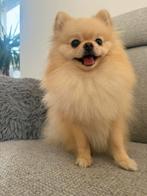 Pomeriaan teefje FCI bearface, Dieren en Toebehoren, Particulier, 1 tot 2 jaar, Buitenland, Teef