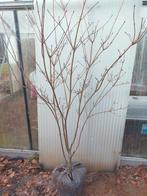 Cornus kousa 'National’, Tuin en Terras, Ophalen, Halfschaduw, Overige soorten, Lente