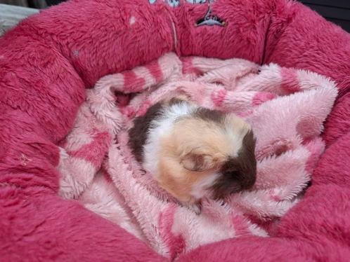 CH cavia zeugje te reserveren, Dieren en Toebehoren, Knaagdieren, Vrouwelijk, Cavia, Juni, Tam