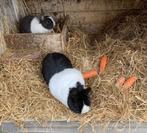 Konijnen, Dieren en Toebehoren, Konijnen, Meerdere dieren, Dwerg, 0 tot 2 jaar