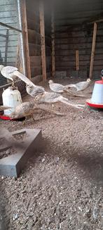 Gele goudfazanten, Dieren en Toebehoren, Pluimvee, Meerdere dieren, Overige soorten