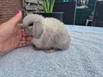 Prachtig klein Typvol Raszuiver Minilop baby Rammetje, Dieren en Toebehoren, Konijnen, Mannelijk, Dwerg, Hangoor, 0 tot 2 jaar