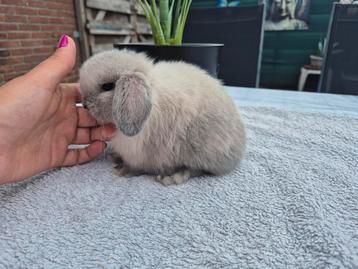 Prachtig klein Typvol Raszuiver Minilop baby Rammetje  beschikbaar voor biedingen