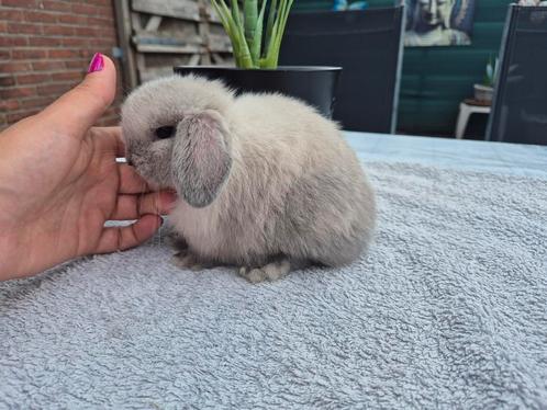 Prachtig klein Typvol Raszuiver Minilop baby Rammetje, Dieren en Toebehoren, Konijnen, Dwerg, Mannelijk, 0 tot 2 jaar, Hangoor
