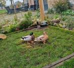 Mooi koppel kwakers, Dieren en Toebehoren, Pluimvee, Meerdere dieren, Eend